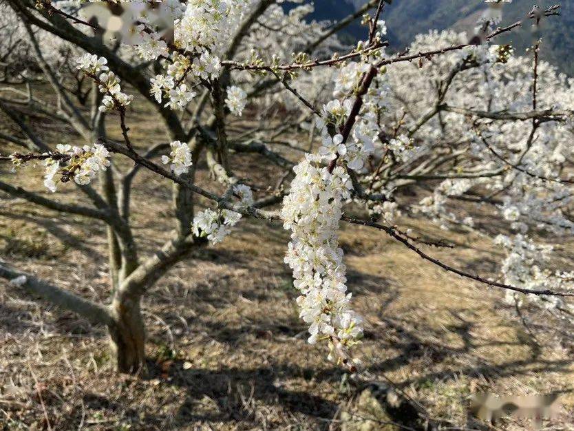 林間鳥兒的歌聲聽著蜜蜂在枝頭嗡嗡勞作走在李花樹下遠望如皚皚白雪