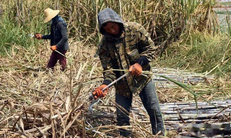 2月2日正在砍收甘蔗的缅甸果敢蔗农1,缅甸政变是否对国内开展甘蔗替代