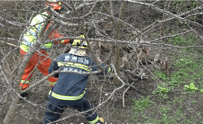 贵州丨路边树梢上正盘踞着一条2米长的眼镜蛇体型惊人