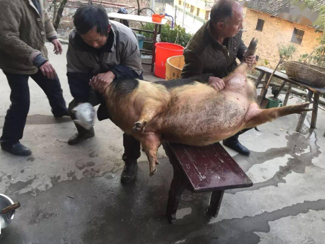 温塘过年第一大事杀年猪