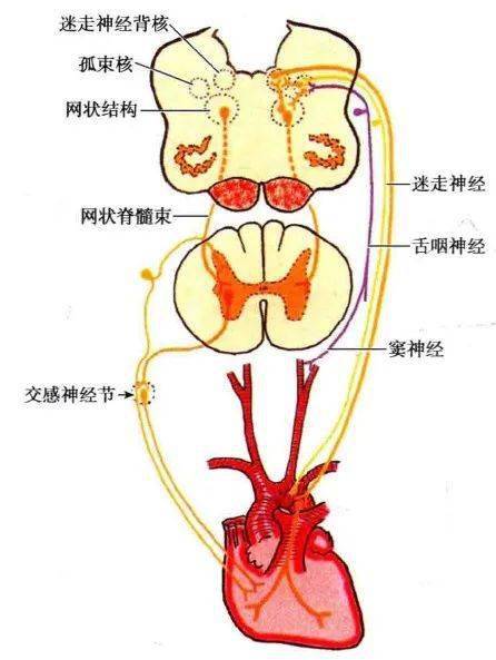 脑干内的自主神经调节简述