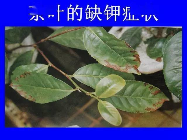 缺素症状图谱大全