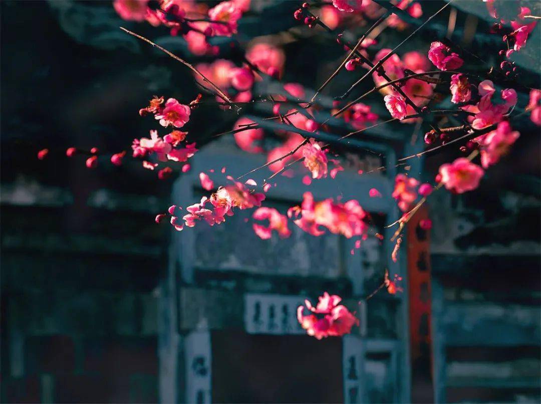 古宅花艳 闽西名村红梅盛开喜迎春 梅花