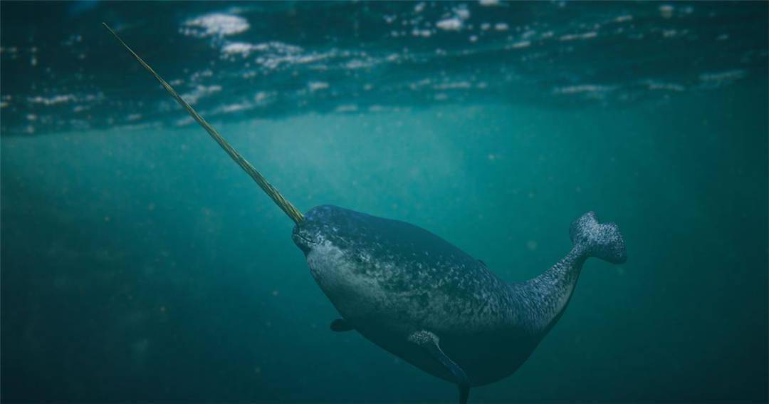 一角鲸因长角更显神秘,它是用来敲晕小鳕鱼的,还是
