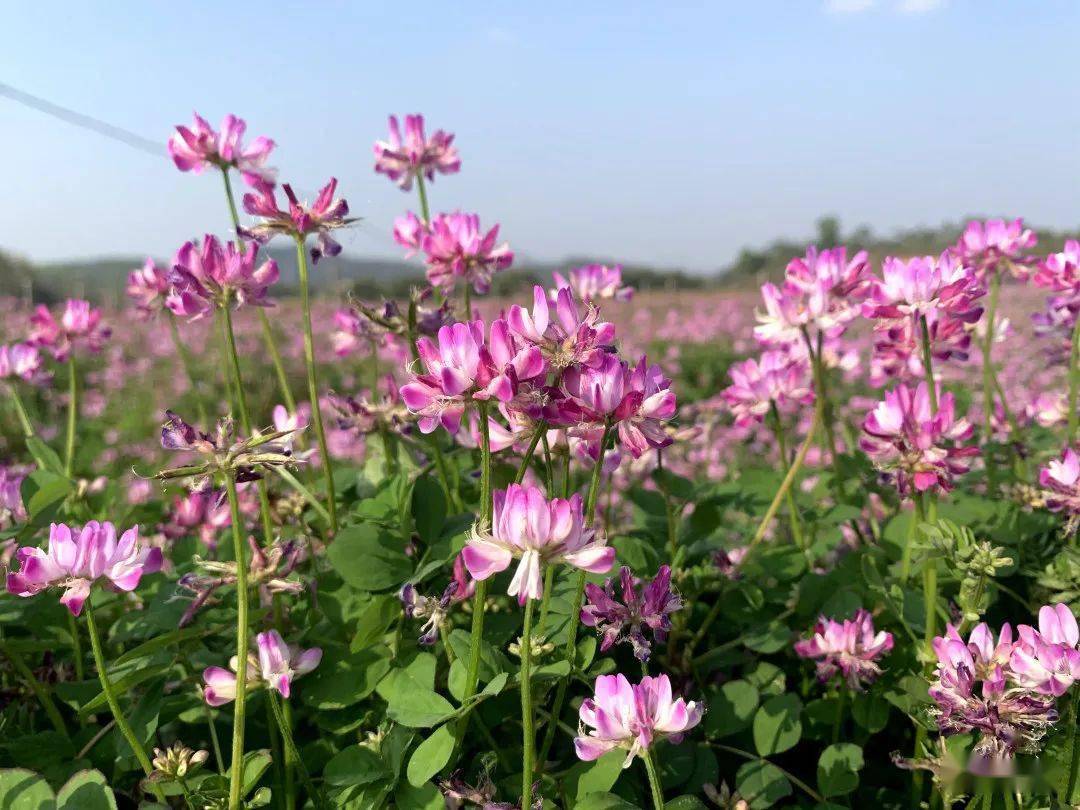 紫色花海新兴这里的紫云英花期正盛啦啦霖去打卡啦