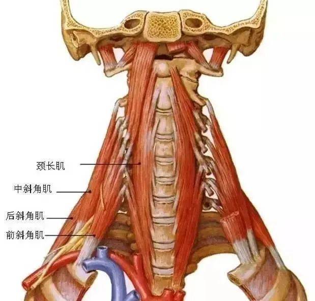 “举手行礼”的内心酸楚——前斜角肌综合征