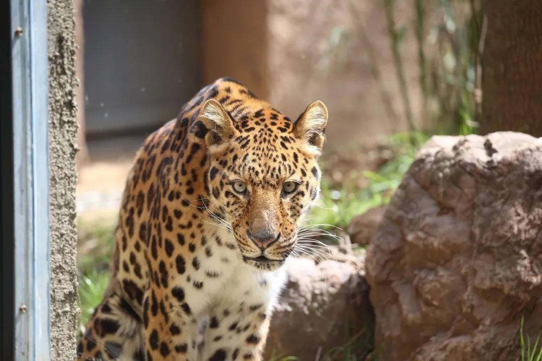 紅山動物園我們來啦省實幼愛心認養動物在行動