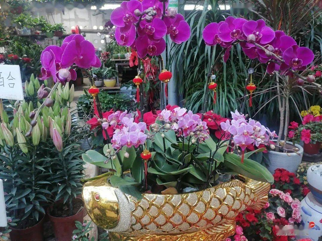 钦州春天气息渐浓,花鸟市场春节花卉正热销,这种年桔卖到1800元