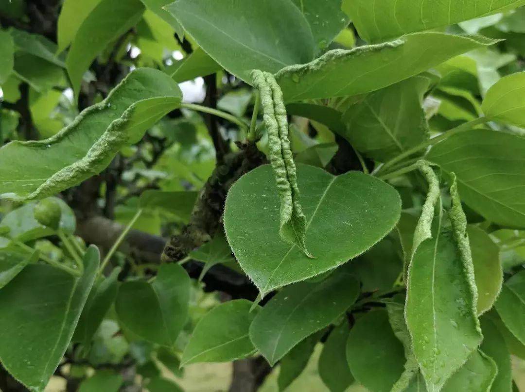 梨瘿蚊以幼虫危害嫩芽叶,随芽叶生长使叶卷成苞,在叶正面刺吸汁液