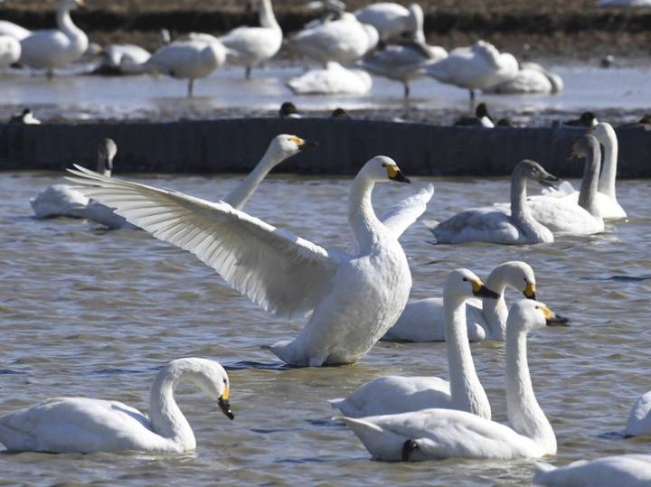美丽的白天鹅迁徙到日本千叶县过冬