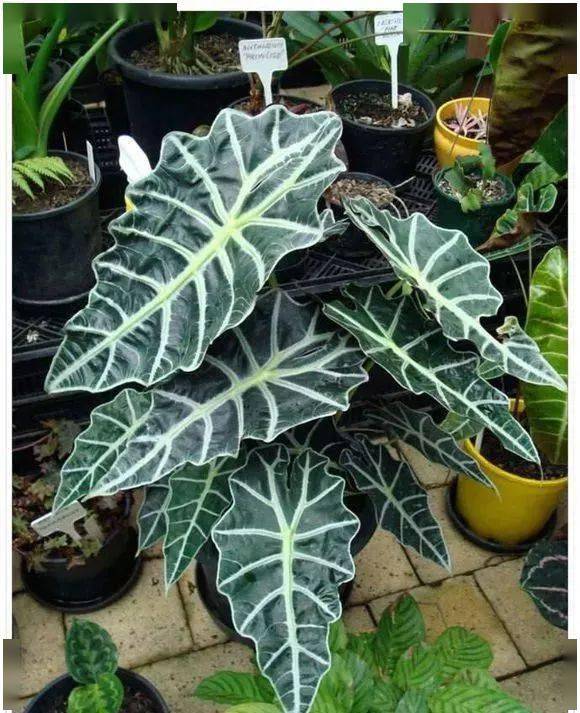 黑魔法黑叶芋/colocasia esculenta'black magic(taro)挺水植物,很