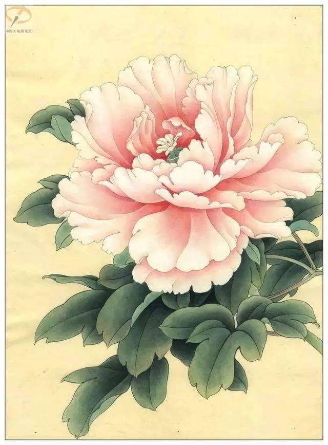 牡丹花工笔画 玫瑰红图片