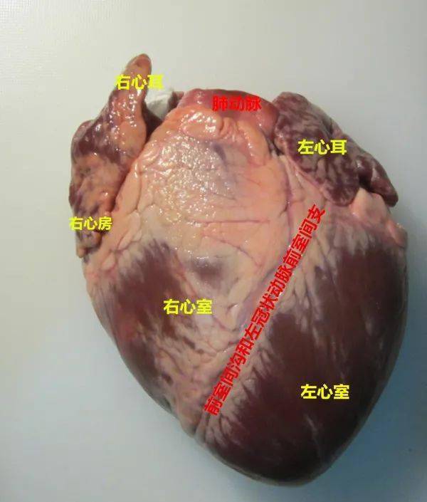 身为一名法医我来实际解剖一颗心脏