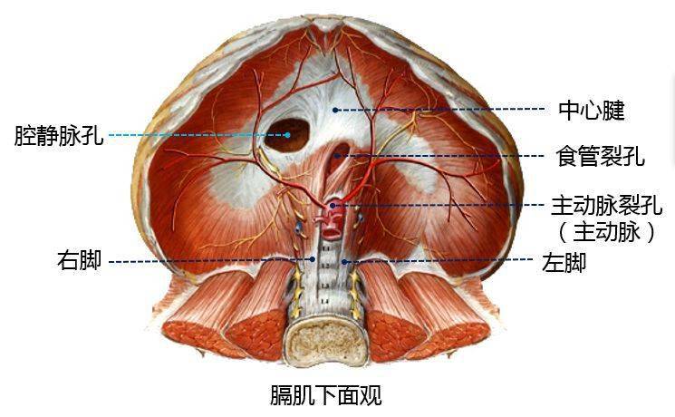 ②肌:膈周圍部為肌質.腱①肌②三個孔,想想各有誰貫通?