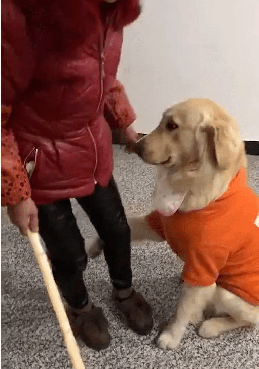金毛犯错奶奶抡起棍子狗子这举动也没谁了奶奶看得心软