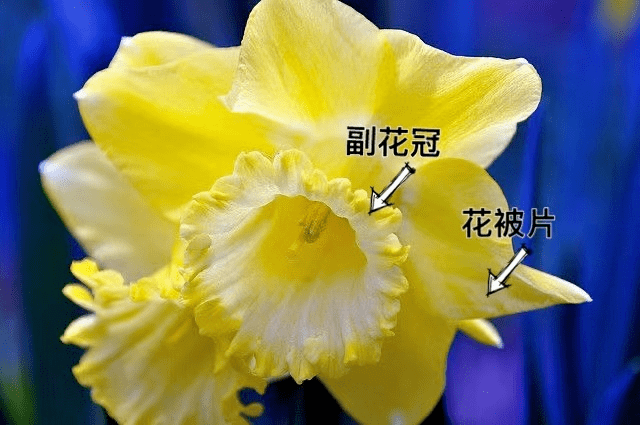 水仙花组成部分和图片图片