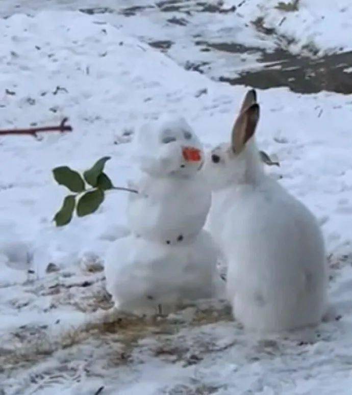 真的有小兔子把雪人的鼻子吃了！小兔子能有什麼壞心思呢？ 萌趣萌寵 第1张
