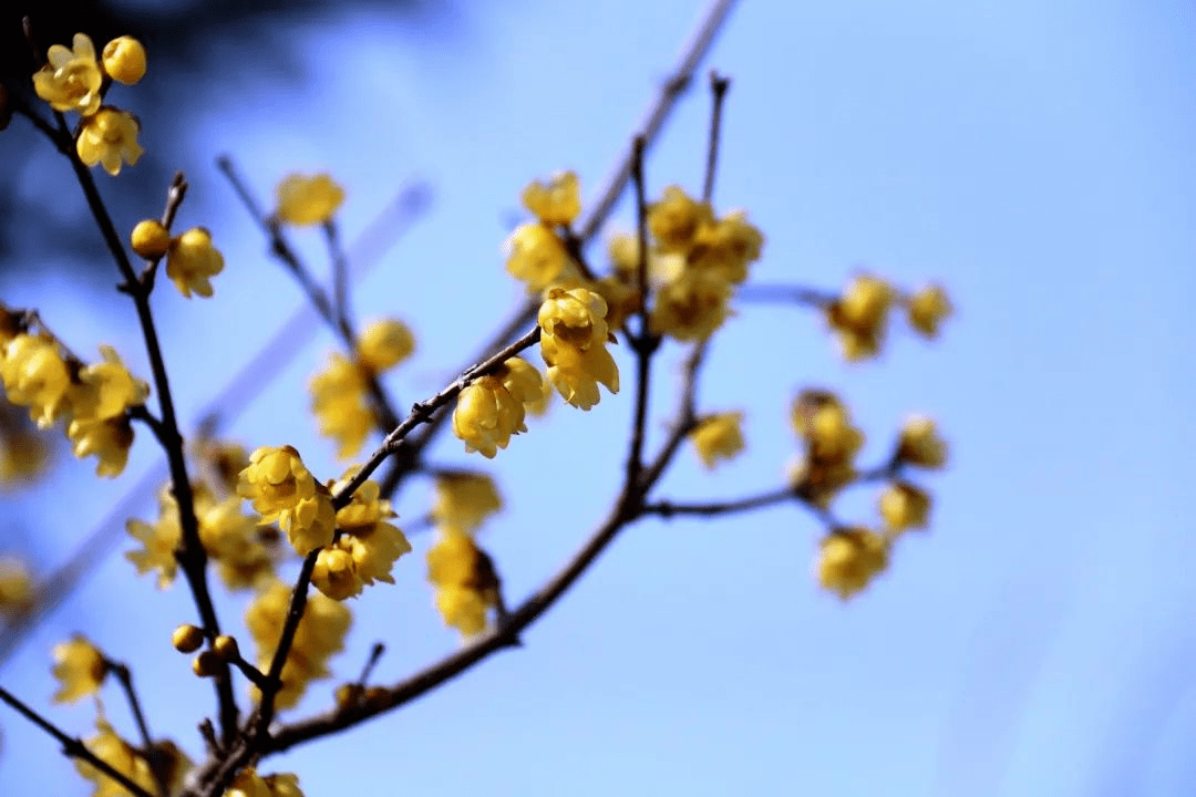 腊梅花儿开 芳香随春来 黄梅花