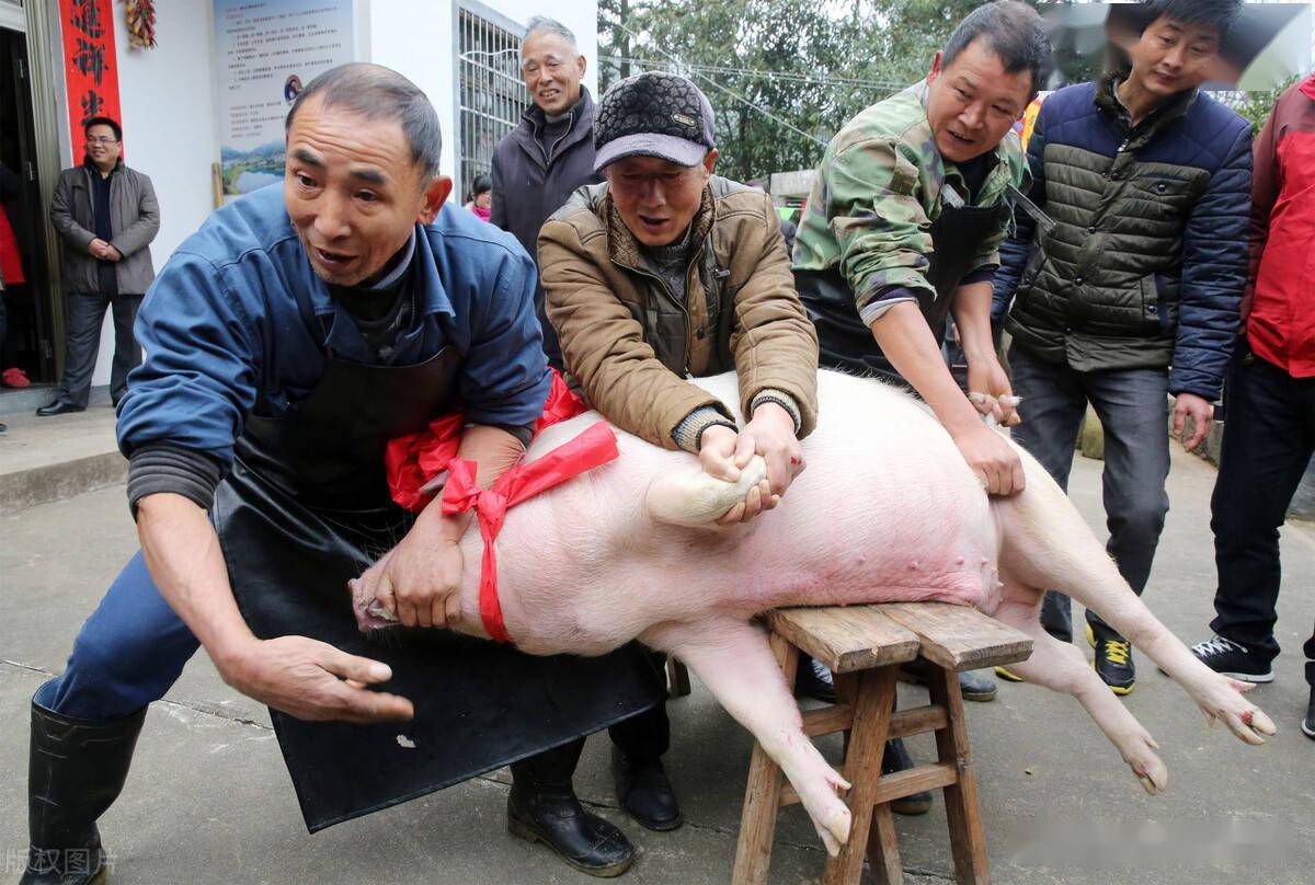 屠夫为啥不给自家杀年猪杀年猪为啥不能捅两刀原来有说处