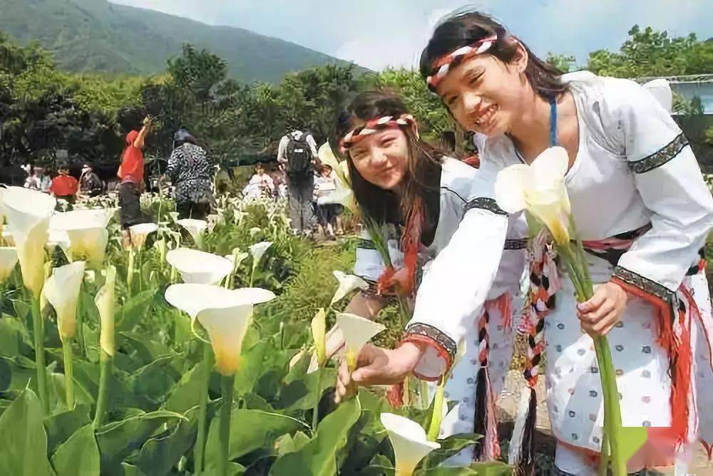 台湾风土人情— 一首海芋的欢歌