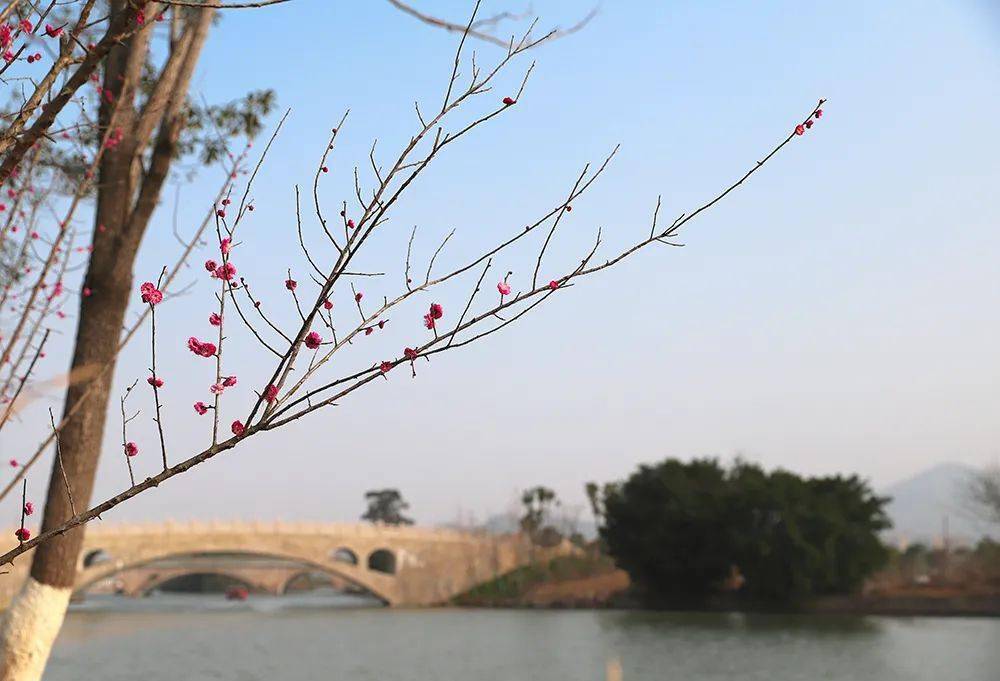 太美了苍南这里的梅花开了错过要再等一年