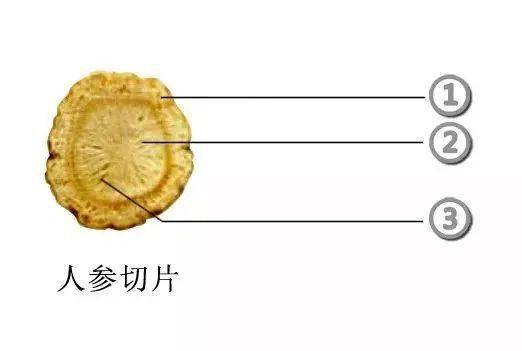 西洋参西洋参断面可见形成层,外侧环可见断续排列的朱砂点(树脂道)