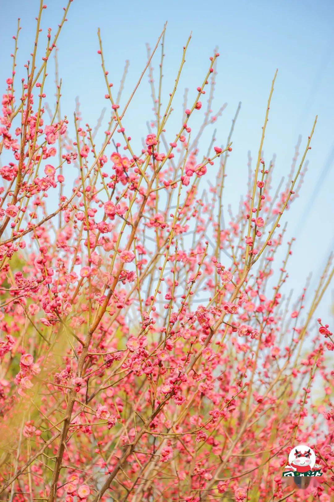 福州城区竟藏着一片超2000㎡的绝美红梅林！花期已到，快约！