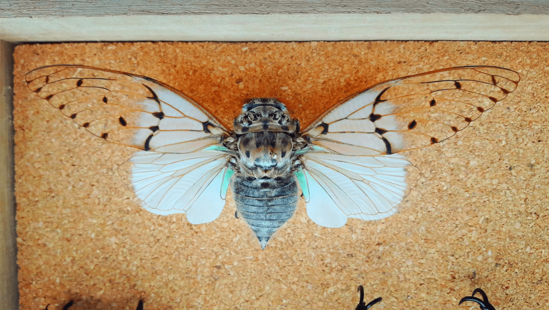 专访栏目我的百忍之路第182期虫蚀之心破茧成蝶的信念