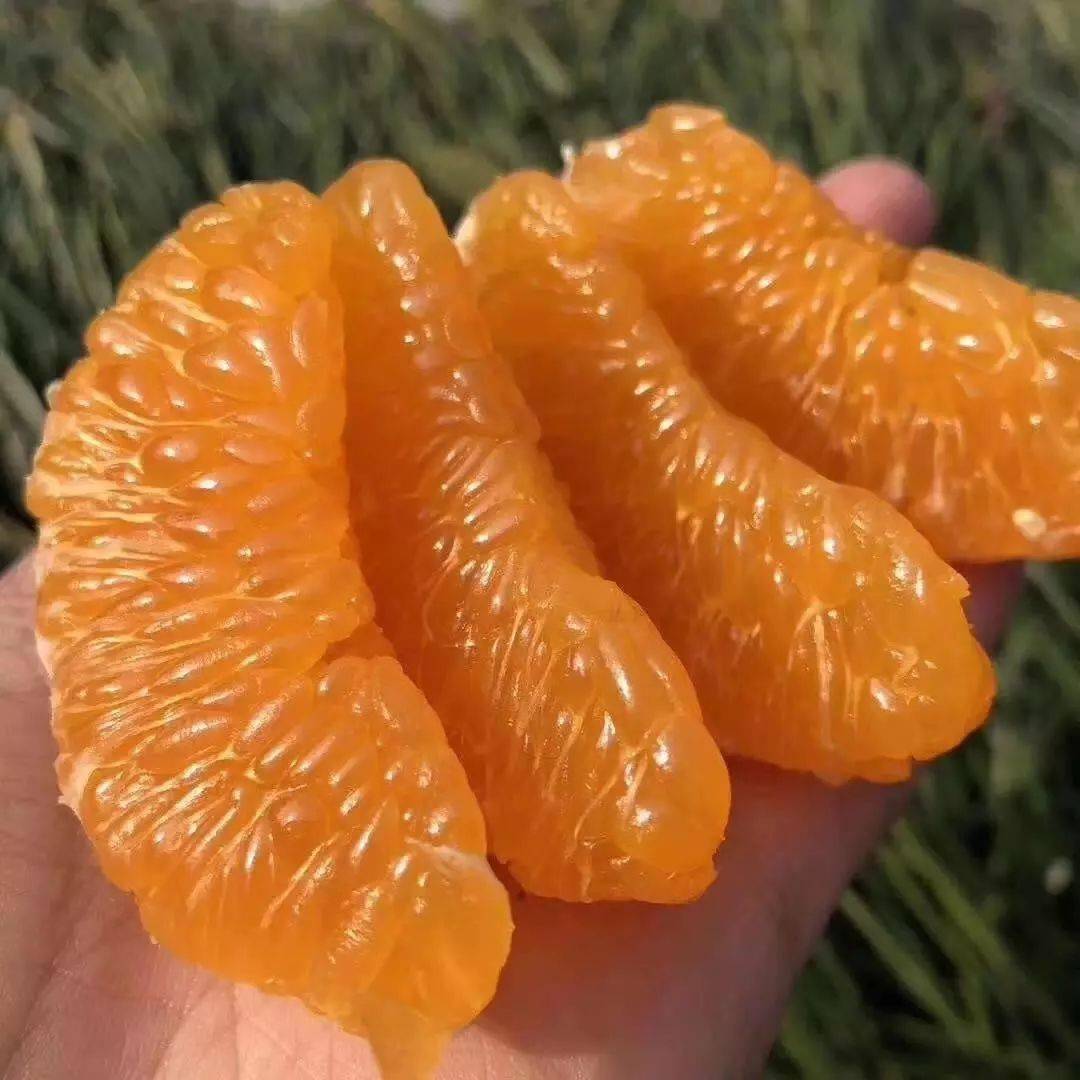 耙耙柑怎么读耙(耙耙柑读音)