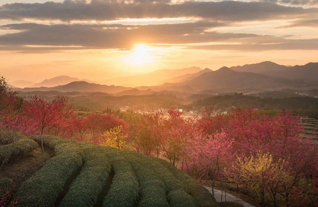 茶园人口_高清茶园