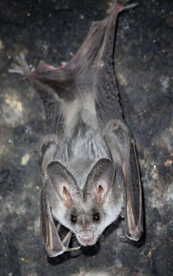 常见的蝙蝠图片