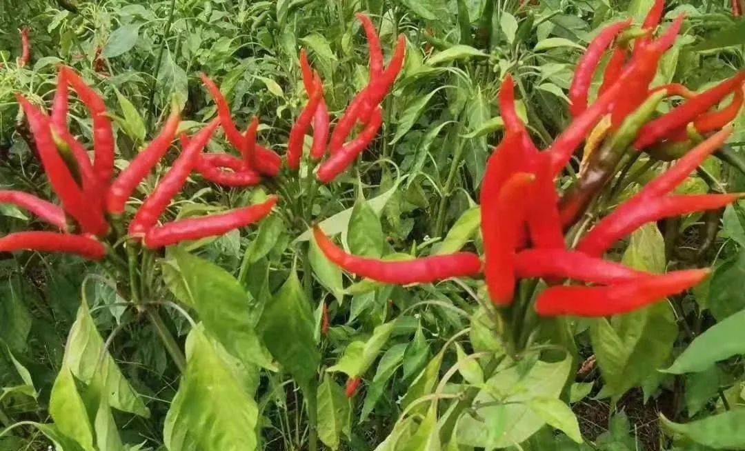 提起原大冲乡,你会想到什么?