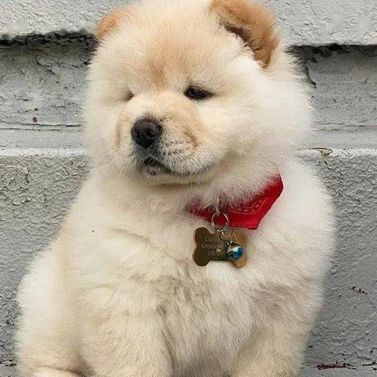 松狮:人家长得不是肉肉,是可爱!