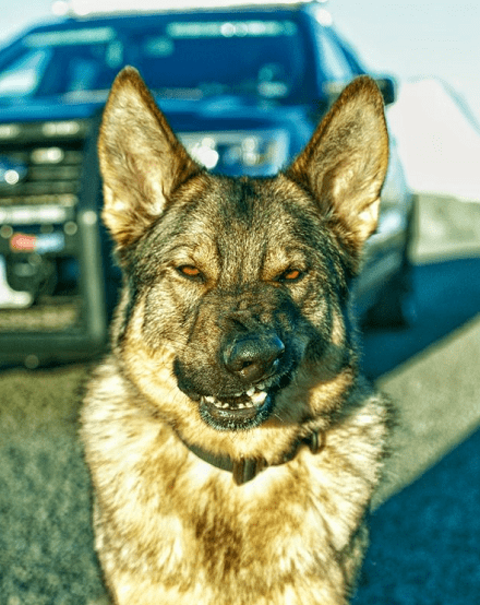 兇猛警犬下班之後，居然愛在家帶孩子，主人：它比媽媽還溫柔！ 萌趣萌寵 第6张