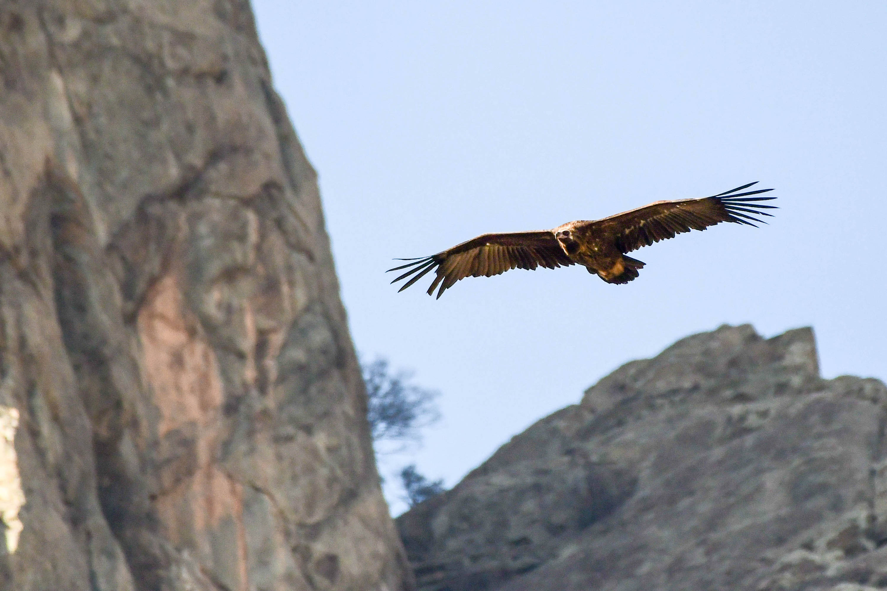 宁夏8种野生动物新列入国家一级保护野生动物名录快看看都是啥