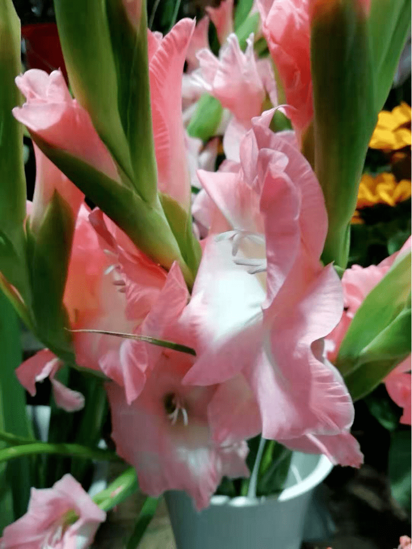 过年家里养花,就养这些"节节高"花,新的一年节节攀升_开花
