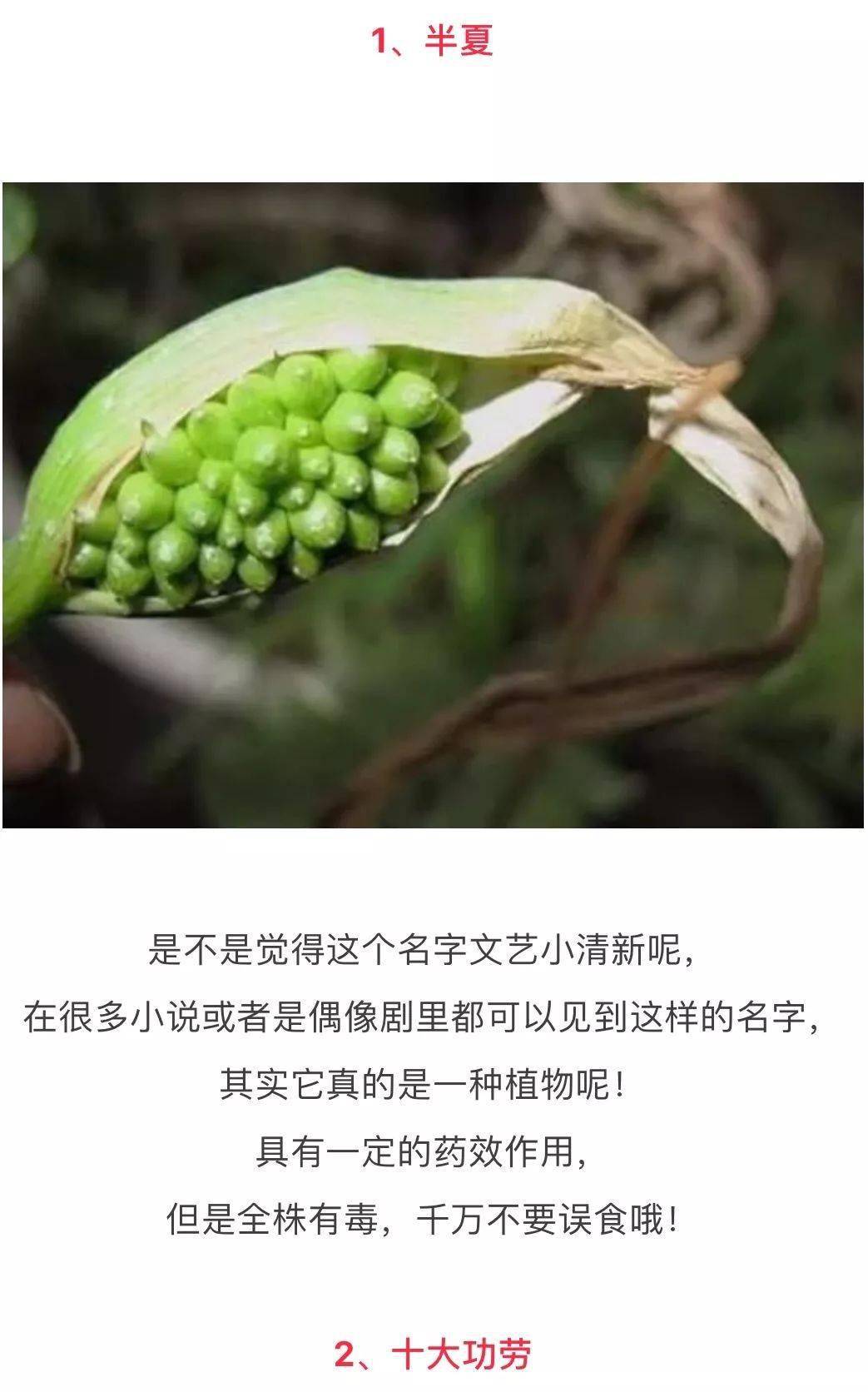 这些植物名字奇葩到不行功效却让人欢喜的很