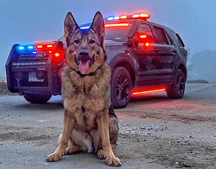兇猛警犬下班之後，居然愛在家帶孩子，主人：它比媽媽還溫柔！ 萌趣萌寵 第2张