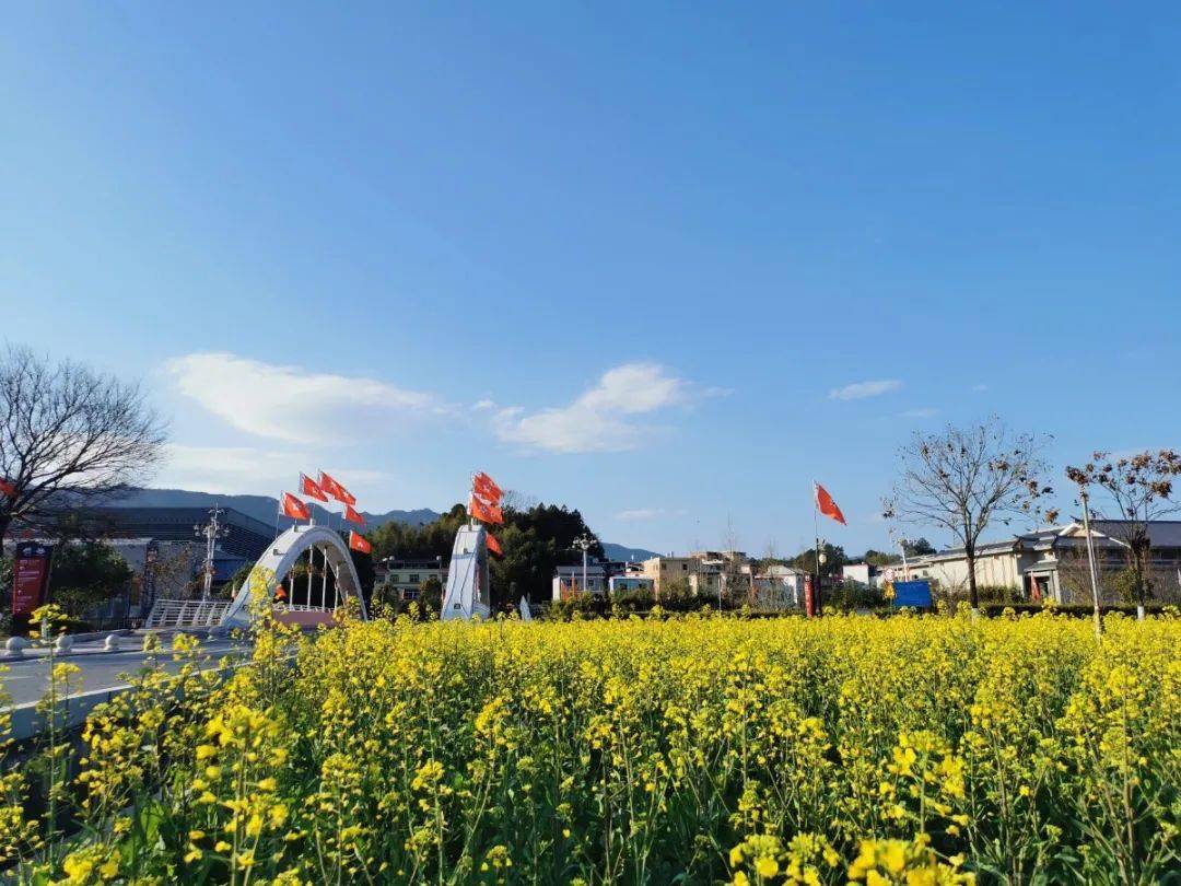 走到上杭才溪看油菜花去