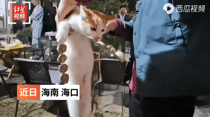 流浪猫偷吃客人烤串：嘴里叼“手”里拿，被抓现场曝光路人笑翻！