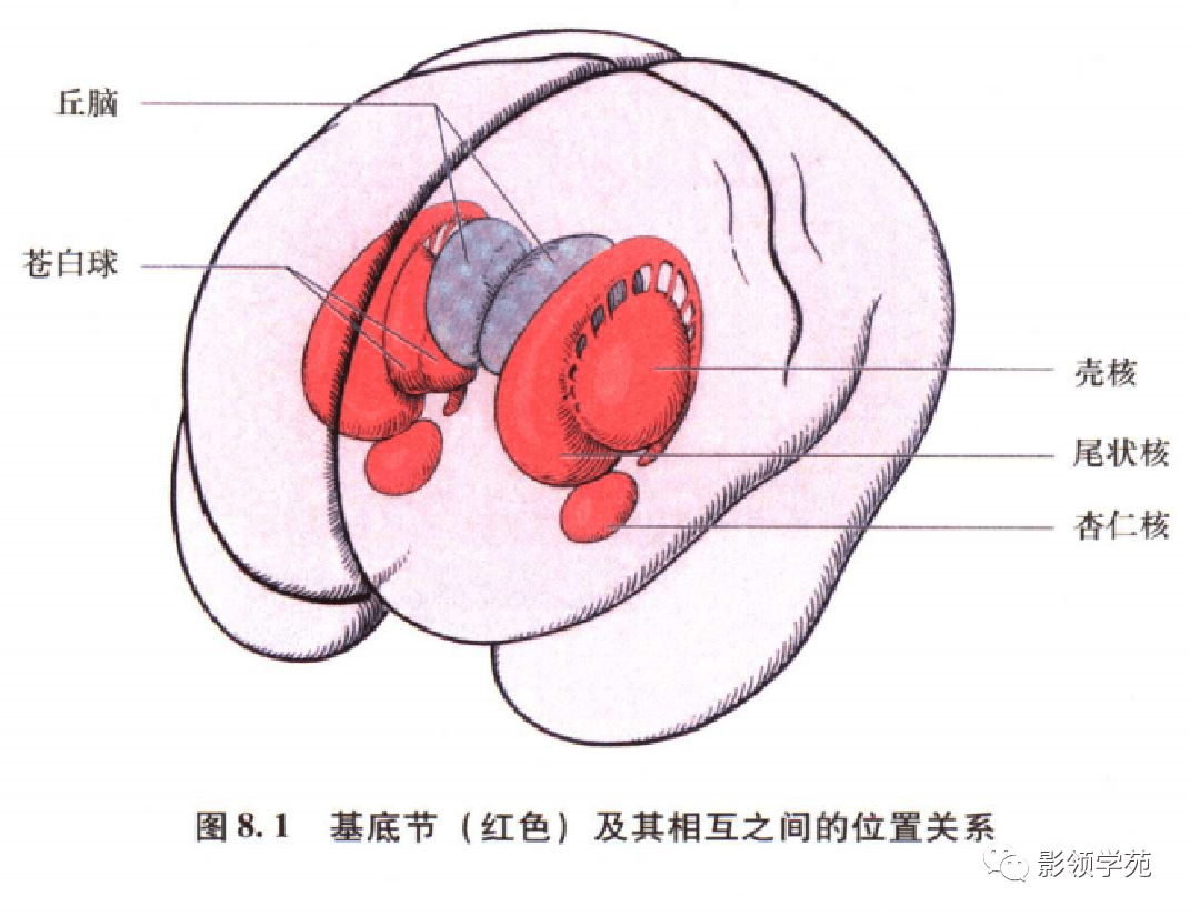 它们与中脑的红核,黑质,延髓的下橄榄核以及小脑的齿状核之间有着非常