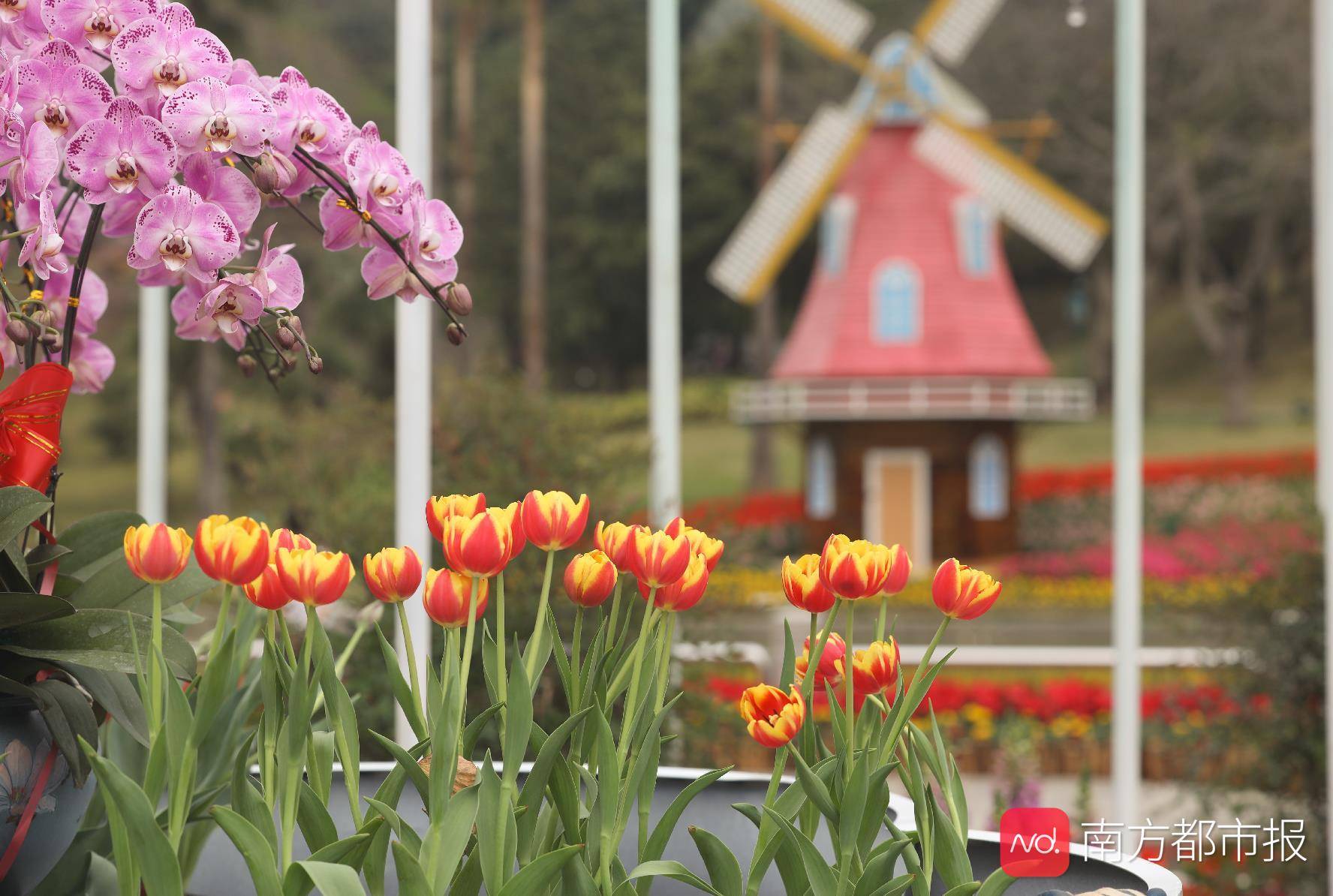 广州云台花园七彩花开迎新春 10万株郁金香花展抢先看 花卉