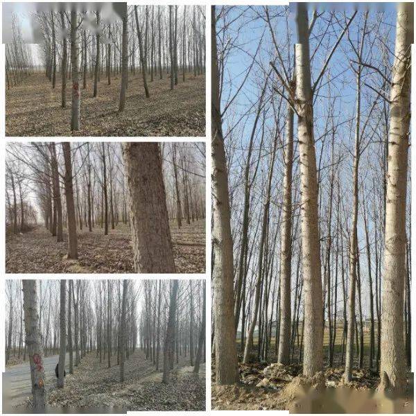 正月初九(2月20日)张炉集,二刘管理所约8600棵杨树拍卖会!
