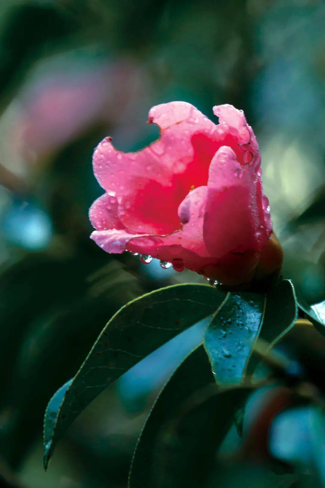 山茶花——古树林