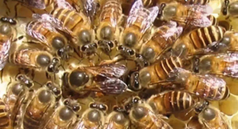 哪些情况下工蜂会围蜂王围王