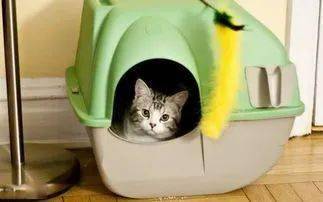怎么教猫咪上厕所没有猫砂 363a0df53d674f1e9ae2dd71b8a0153e.jpeg