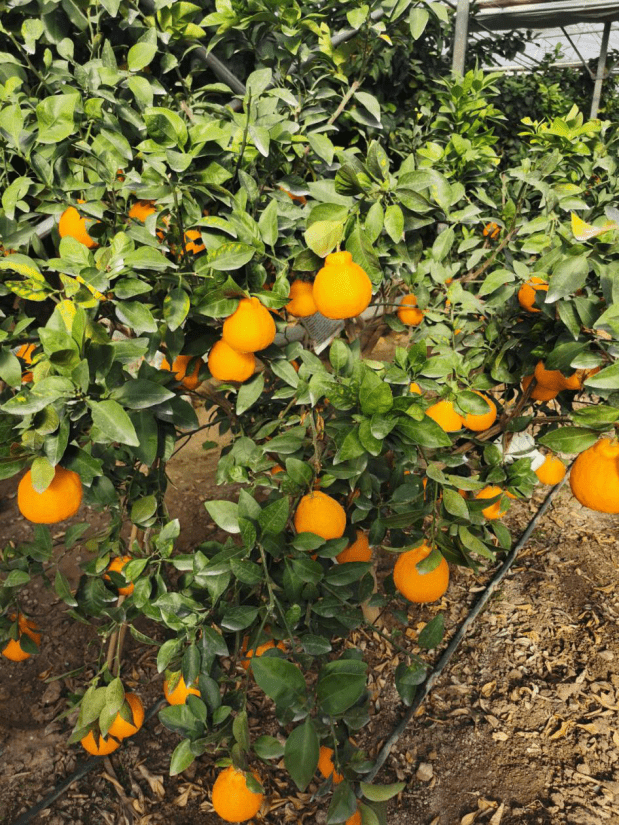 京郊南果硕果累累 柠檬,丑橘挂满枝头