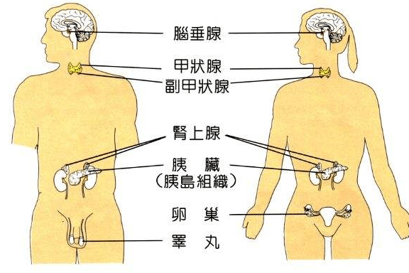 内分泌失调从来都不是一件小事