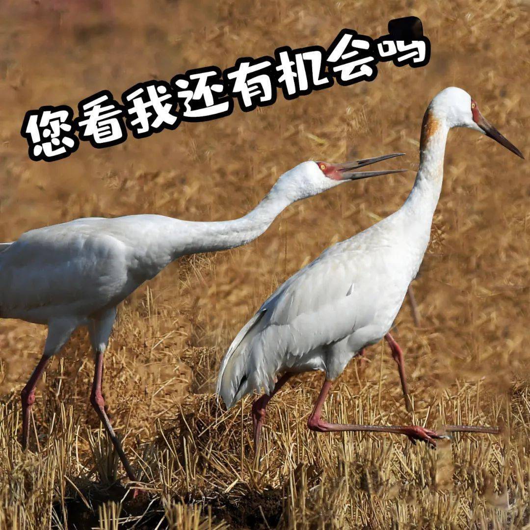 来了来了,这才是江西人的贺岁表情包!_白鹤