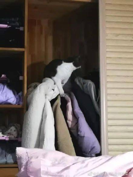 鄰居憤怒投訴噪音，發現是貓後：「那沒事了，小貓咪能有什麼壞心思呢！」 萌趣萌寵 第10张